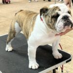 1st PUPPY DOG HADDAWAY HEY BULLDOG